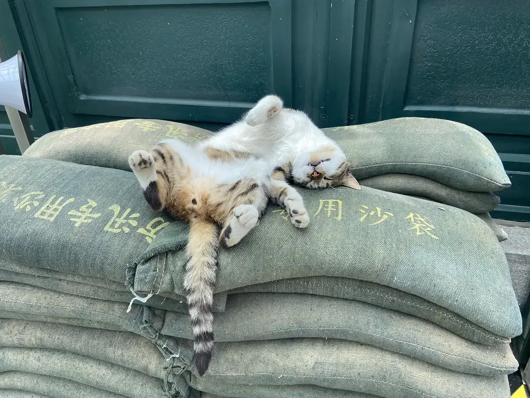 为人民服务，累倒在防汛第一现场🐱：困死喵了，谁摸也不睁开眼