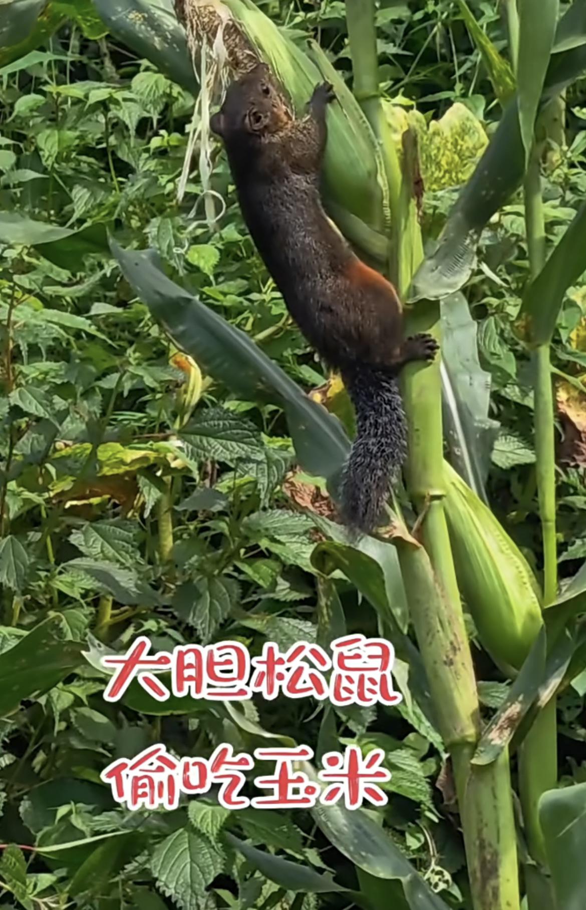 我的今日状态：😁轻松愉快我这里的天气：🌧下雨大胆松鼠，偷吃玉米🌽见到