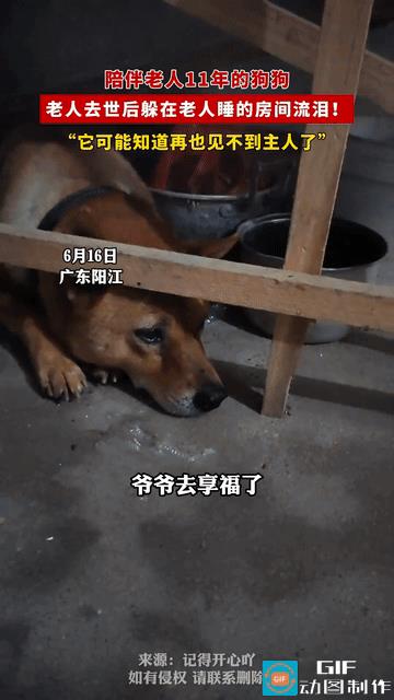 太有灵性了！广东，老人去世后，陪伴了老人11年的狗狗不见了，找到时，它正独自躲