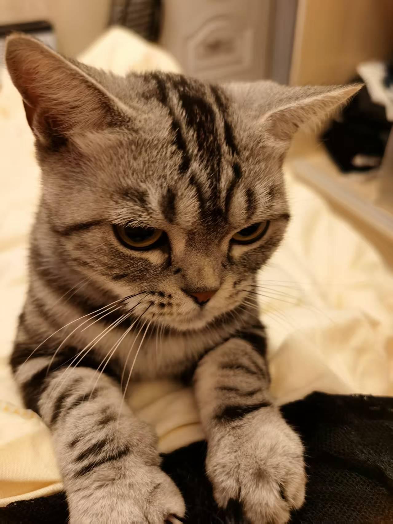 昨天晚上又没睡好，媳妇儿养的猫发情了，连着好几天叫个不停。有时候，真想不明白女