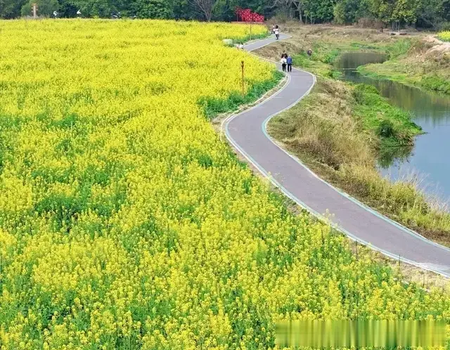 厦门岛外这里有一大片油菜花进入盛花期! 千万不要错过这里!