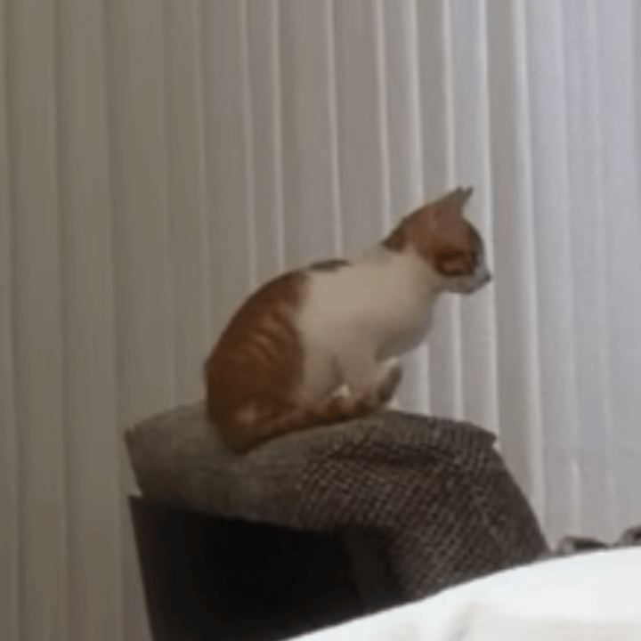 我猜是新来滴小流浪吧