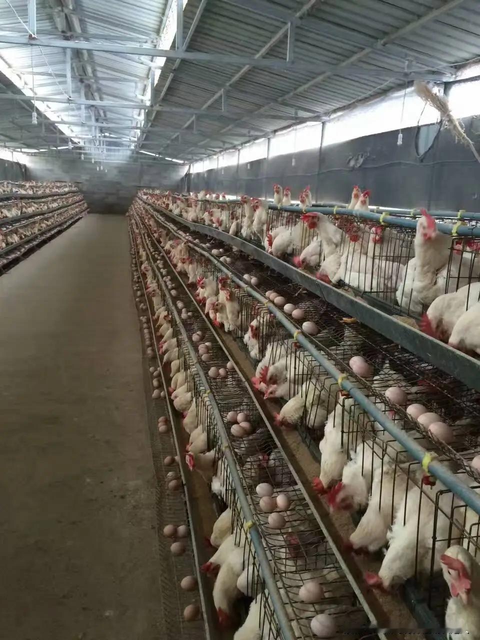 做为农村兵，我的最大愿望就是能够转成一名志愿兵。营连领导对此已经默认，并多次表示