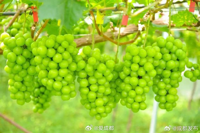 【成都产的阳光玫瑰熟了】龙泉山下淮口街道龙翔家庭农场，22亩阳光玫瑰葡萄种植基地