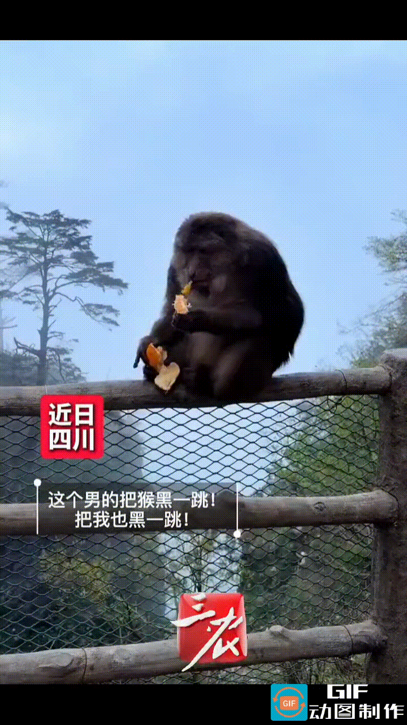 四川峨眉山景区，一只猴子安安静静地坐在悬崖护栏上吃橘子，一男子悄悄走过来，猛然伸