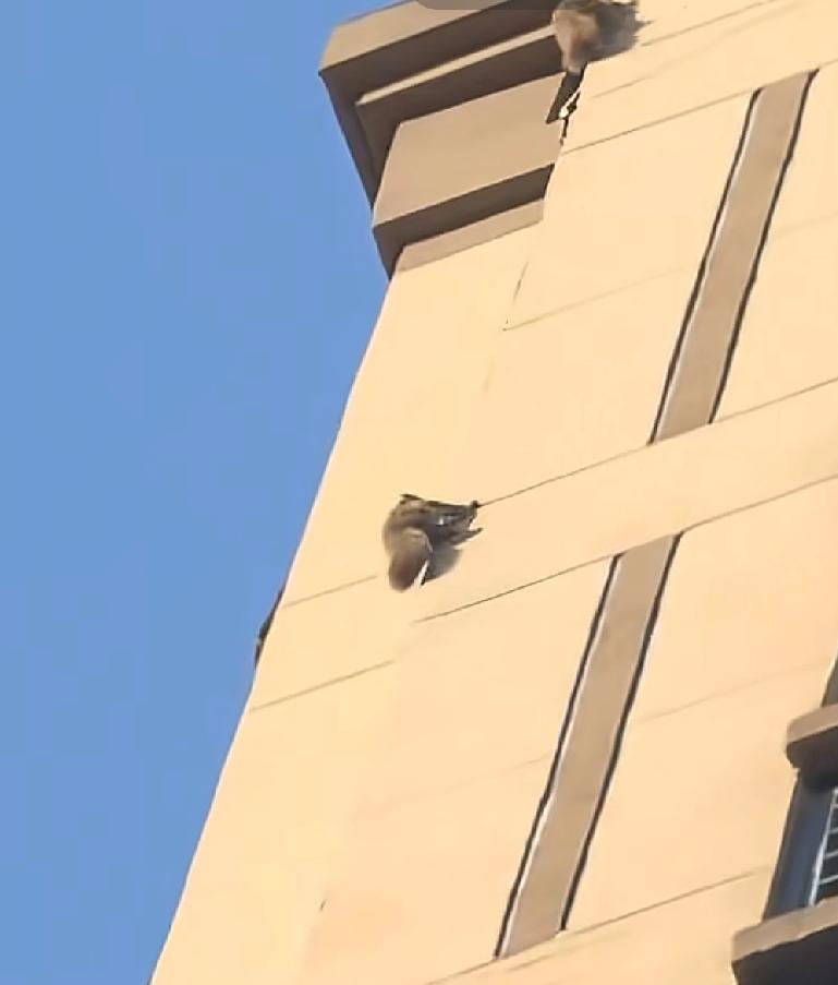 松鼠对于美食的执着到底有多么的严重浙江杭州一位女子住在19楼，却发现有一只松鼠