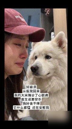 家人们，看见这一幕我鼻子都酸了。我家前两年养的萨摩耶也是这个毛病，当时查出来