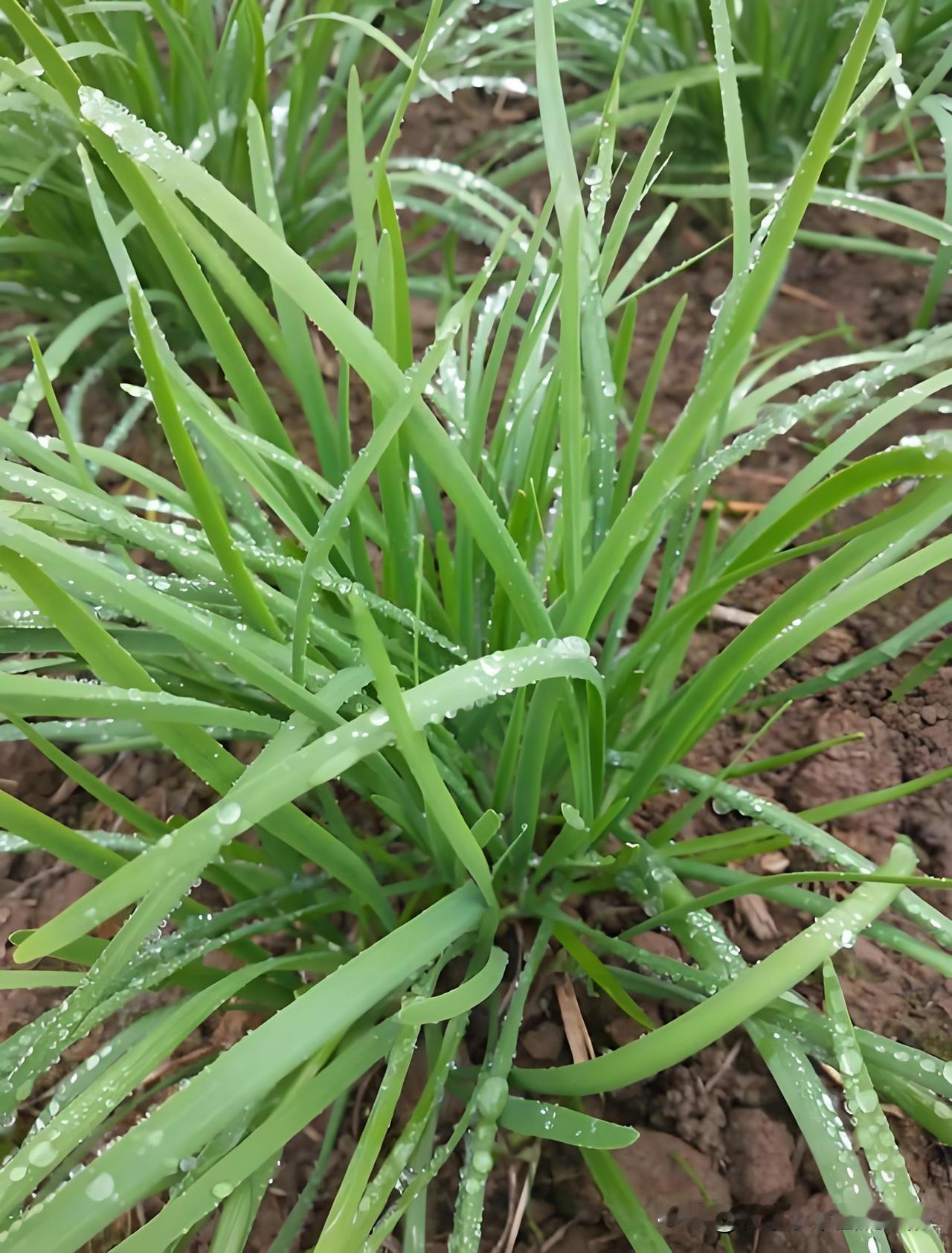 割完韭菜别瞎管！牢记6条，一茬比一茬粗大肥厚1. 割韭菜别贴地，留1公分茬