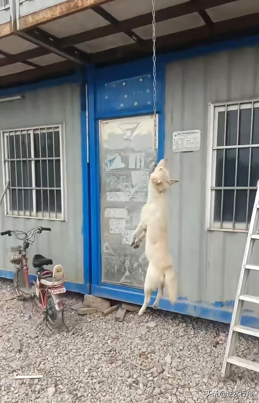 工程接近尾声，经理让厨师把看守工地的大白狗杀了一起吃肉。厨师虽然不忍心但是碍于经