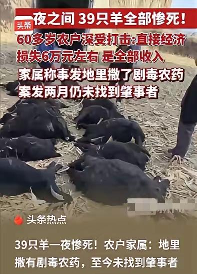 山西霍州这事太离谱！5月1日报道，一对老夫妻私自把39只羊赶到别人承包的玉米