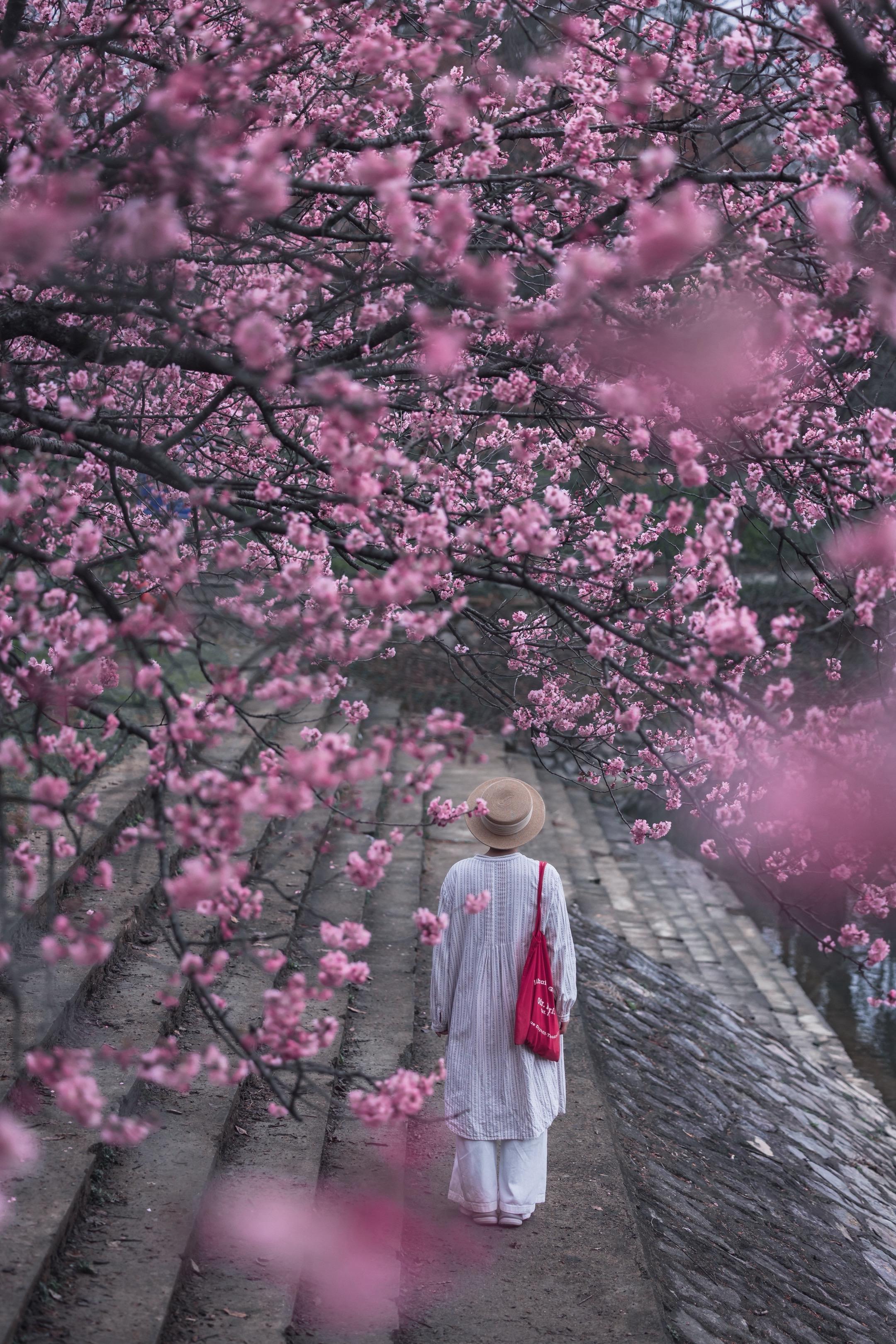 可以冲了。2月25日最新实况 目前南京植物园北圆的樱花花开进度：70%...