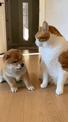 笑不活！猫咪揍小狗超嚣张，见大狗秒变“舔狗”，这反转看一次笑一次谁还没看过