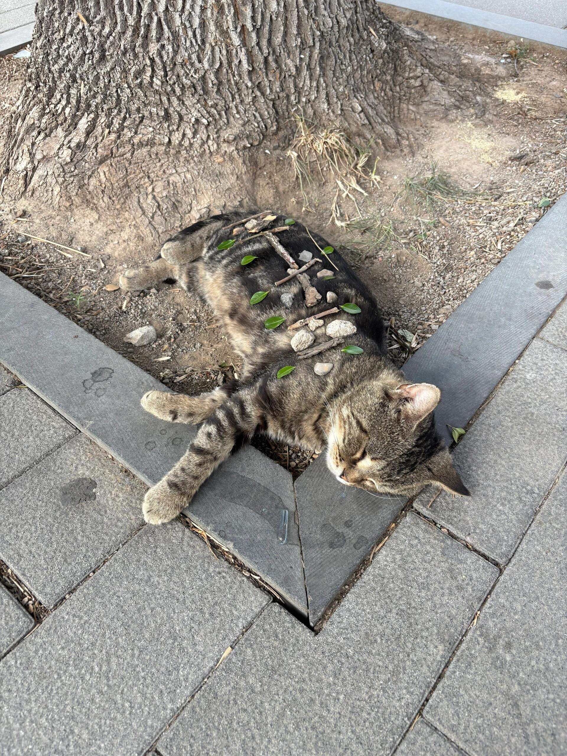 山西:一个猫狗来了都得午睡的城市[捂脸哭]​​​