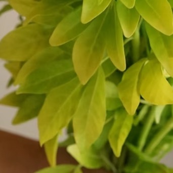 0000墨西哥橘叶种植一、选地与土壤准备选择温暖向阳、通风良好、不易积水的地块，