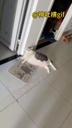 家里的大肥猫不想动：体型超标了，躺在地上也不想动，连抓痒都扑个空，被其他猫咪欺负