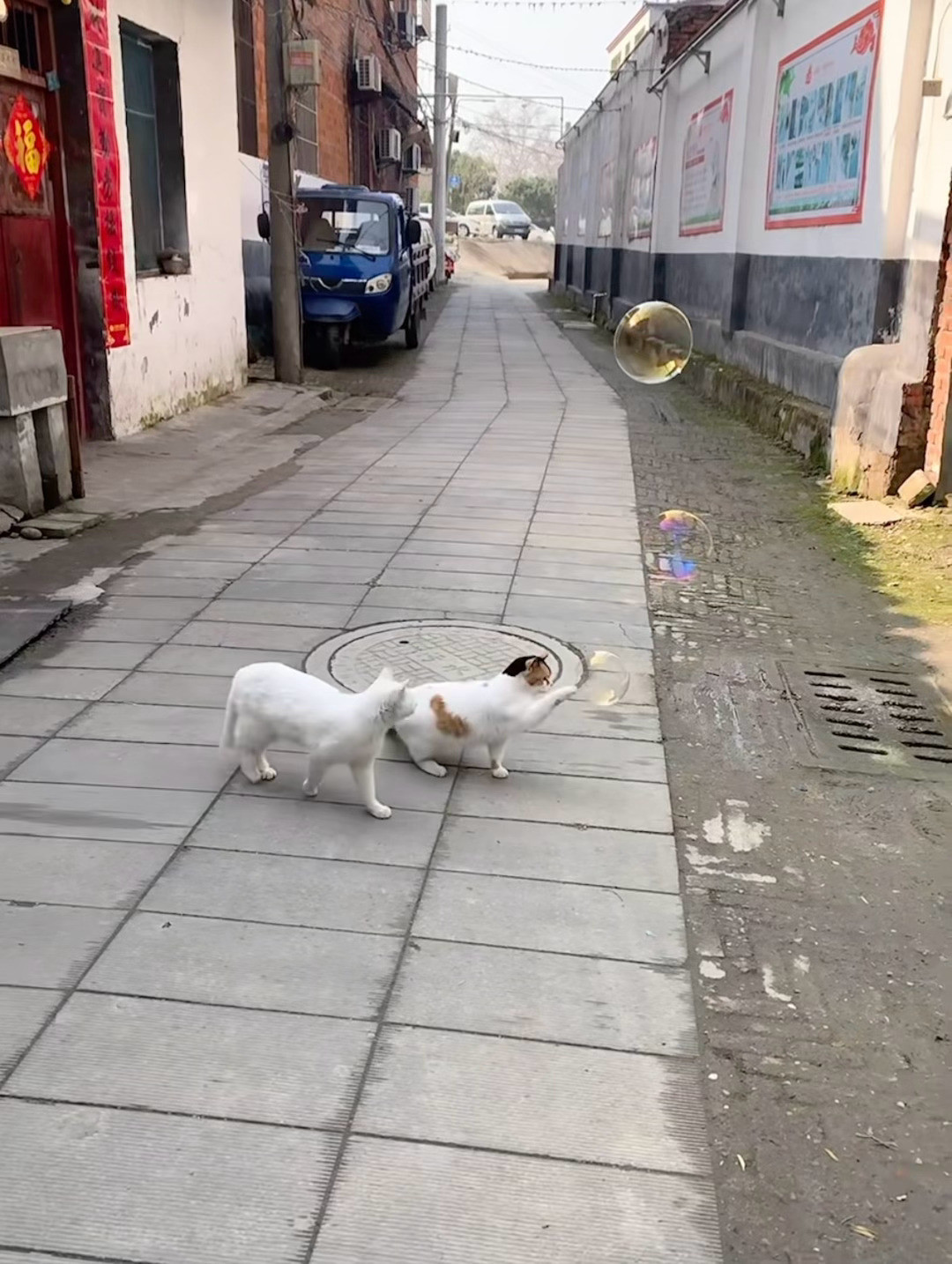 在巷弄的时光褶皱里，猫咪把泡泡玩成了童话，原来治愈可以这么简单。​​​