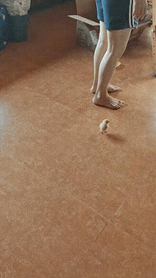 人是有意，鸡是本能，巧合而已……