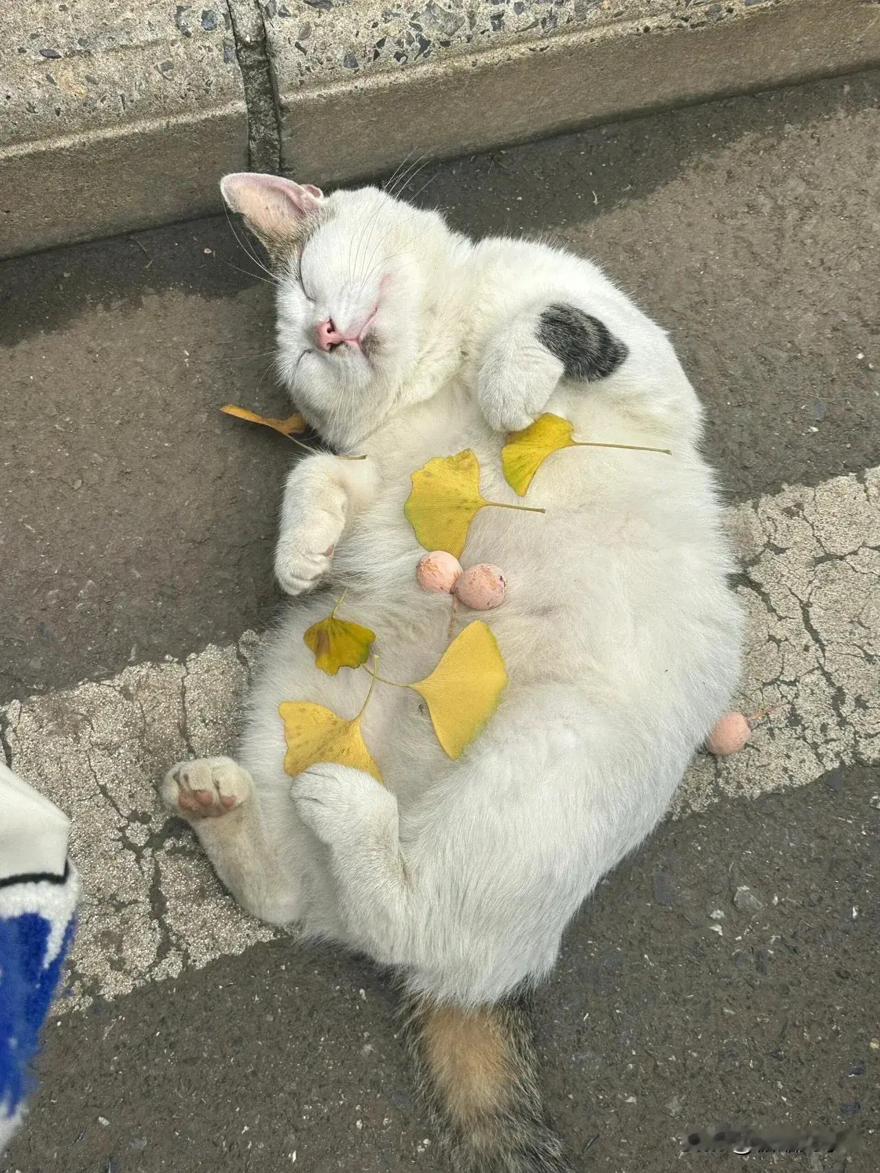 论校园猫对大学生的放心程度！