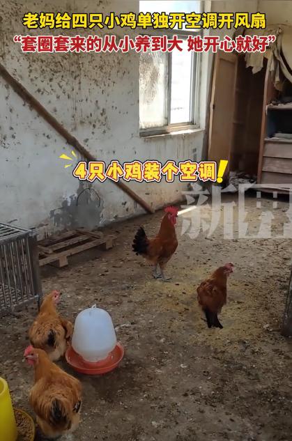 笑不活了！安徽阜阳，男子回家时发现家里二楼的空调一直开着，上去一看，竟然出现四只