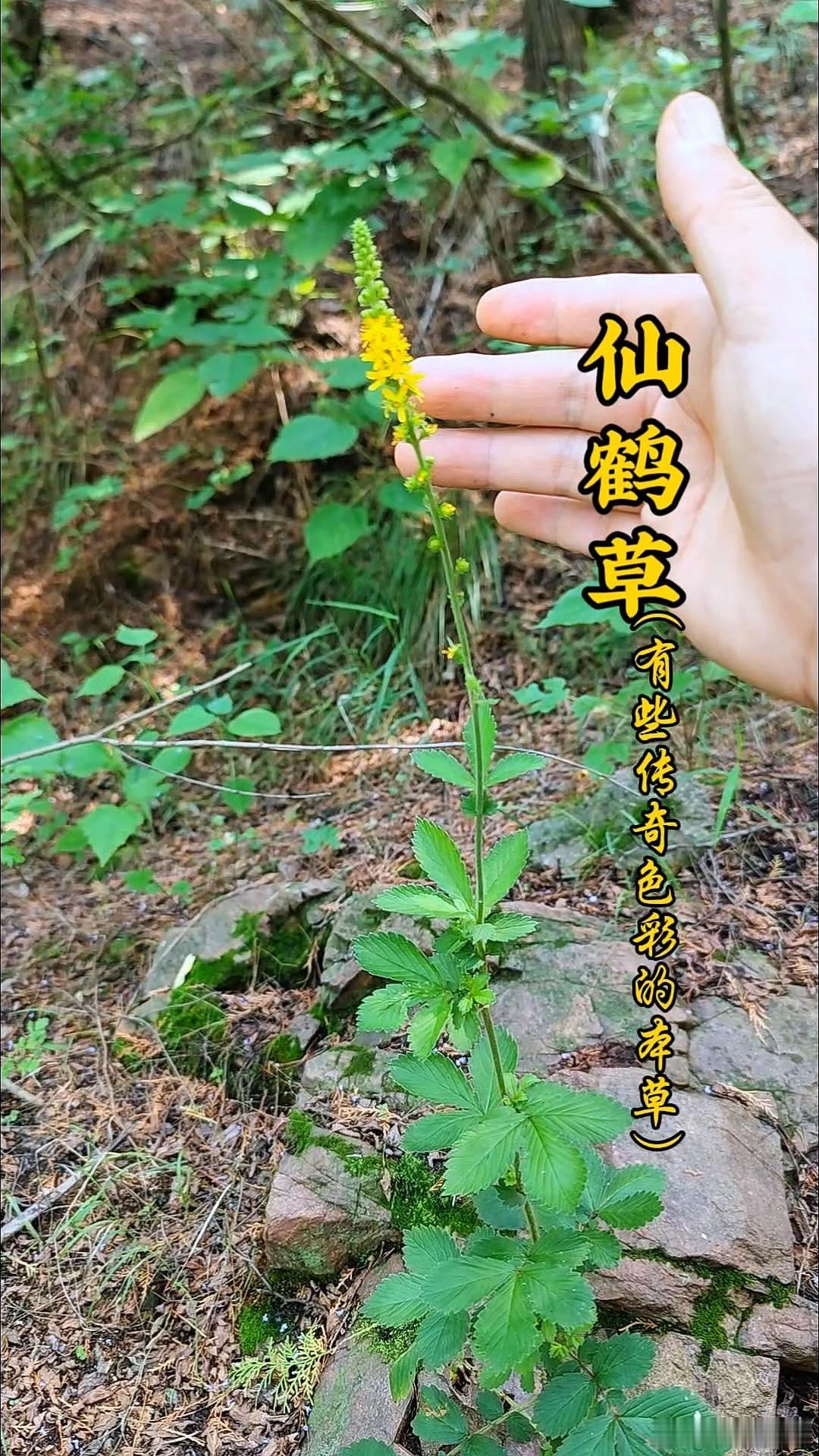 仙鹤草：既是止血良药，又能扶助正气在绿意盎然的田野边，或是静谧的庭院角落，你是否