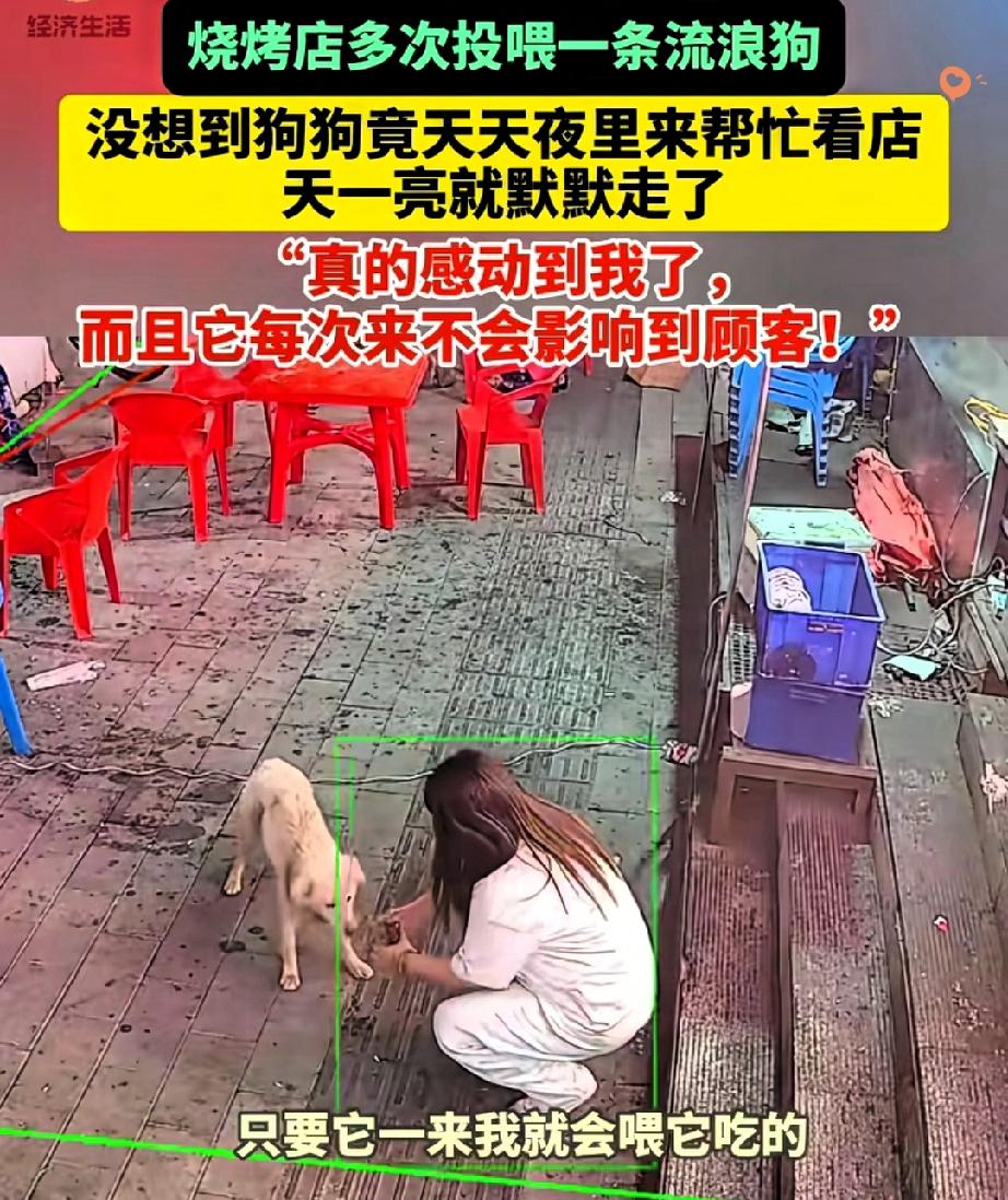 谁说流浪狗喂不熟？长春这只狗狗的报恩方式，看完直接破防！烧烤店老板娘心善