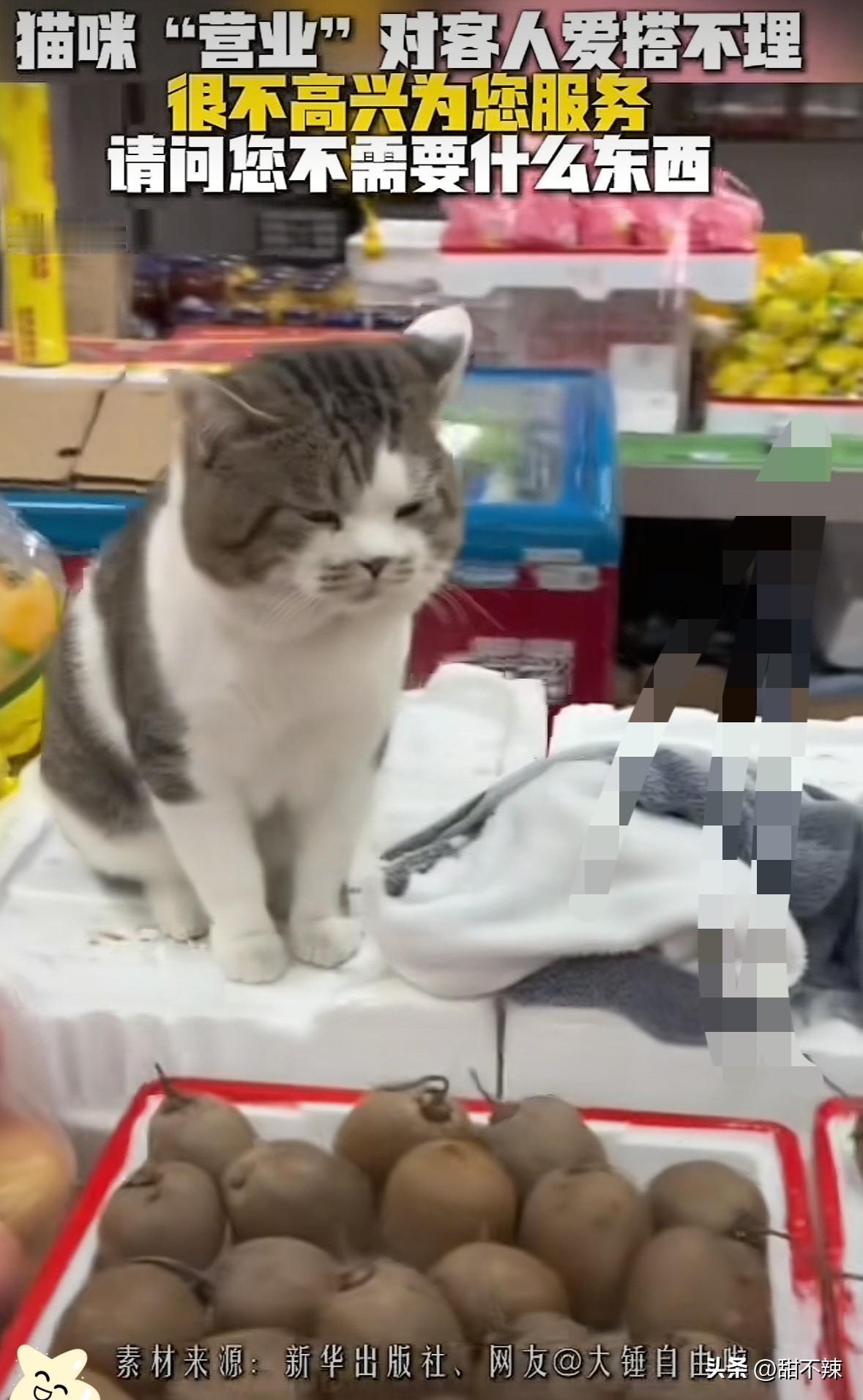 北京，一名男子去逛超市，结果走到卖水果区时，竟发现柜台上坐着一只猫，蹲在柜台前一