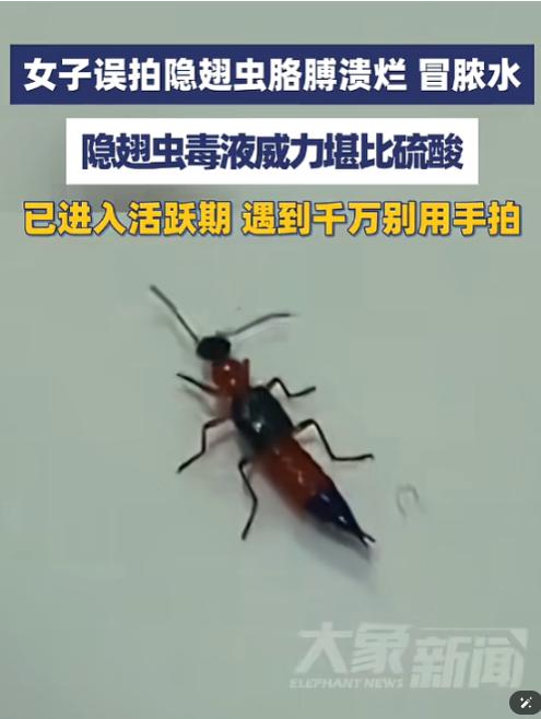 "悲剧还是发生了！"5月29日，浙江义乌的王女士在窗边发现一只小虫，随手就