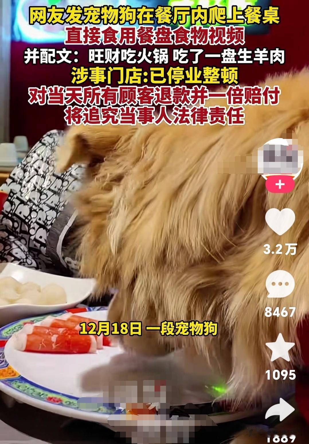 令人气愤，网友发视频宠物狗在餐厅内爬上餐桌，直接食用餐盘食物！并配文：旺财吃火