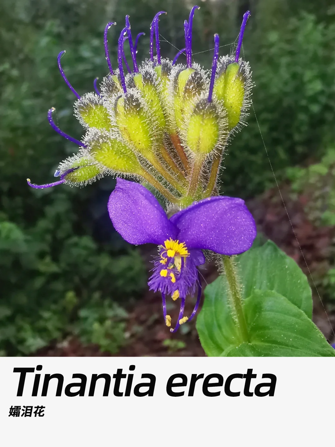 带你每天认识一种花材454｜孀泪花