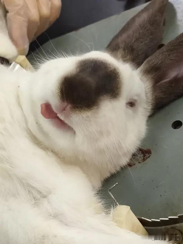 兔子能绝育。公兔发情后会易怒、跺脚、乱尿甚至咬人，很多主人会选择给兔子绝育。公