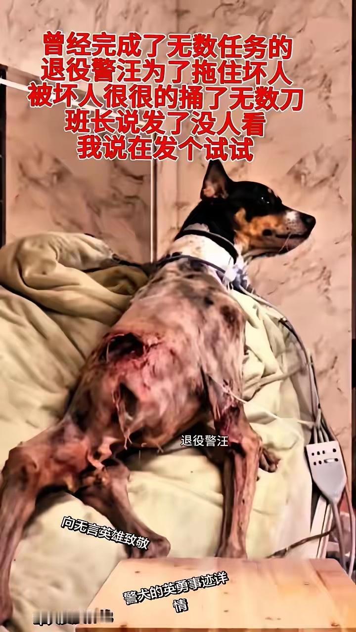 很多人刷到可爱宠物就疯狂点赞，可面对用命护我们的无言英雄，却总是划走。我偏不信没