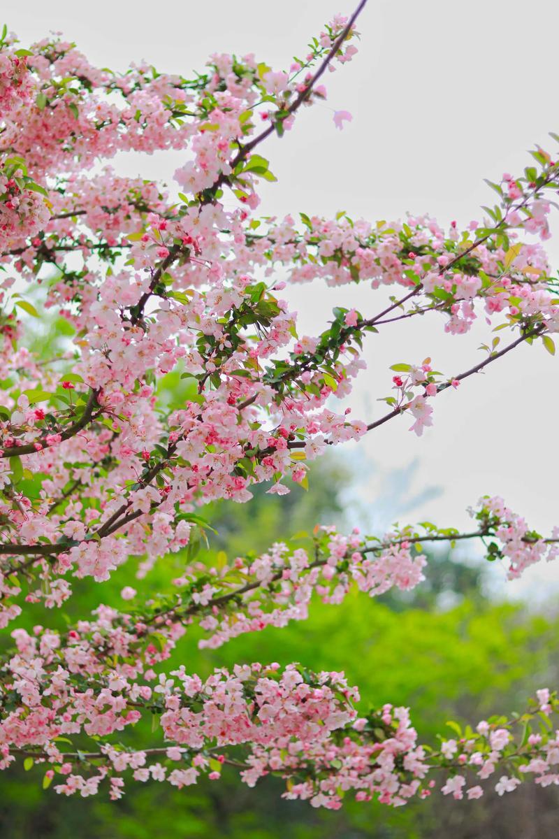 上联：花绽千枝春有色，下联：霜染万岭秋如画，下联：雪覆群山冬入诗。