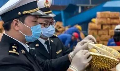 “赚中国人钱还毒害中国人？可谁能料到，泰国榴莲这事越挖越吓人，这泰国榴莲里竟藏着