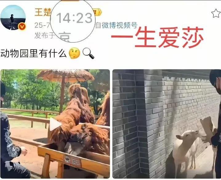 头哥逛动物园不奇怪，给动物喂食也不奇怪，他选在这一天发这个就有点奇怪了！这一天