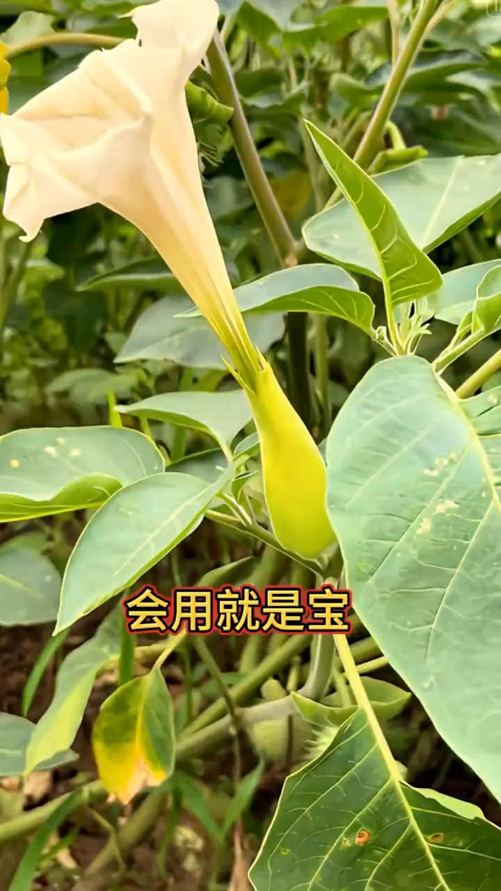 几粒种子就可以活生生的放倒一头牛，说的就是这种植物的种子。花朵被称为蛇蝎美人，全