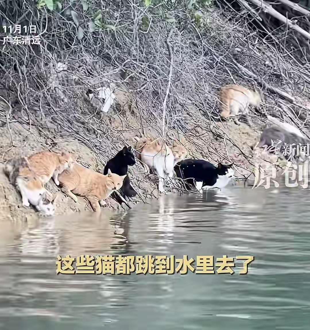 多方回应这不是放生，是害死猫，而且还是对环境破坏。