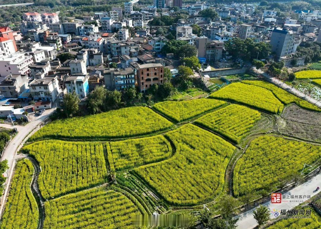 【长乐罗联乡千亩油菜花盛开】罗联乡的千亩油菜花田，种植面积达1535亩，现在