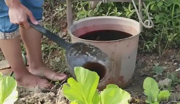 “粪水浇菜”延续千年！专家：用粪水浇种的菜不能吃，这是为什么中科院院士曾毅曾