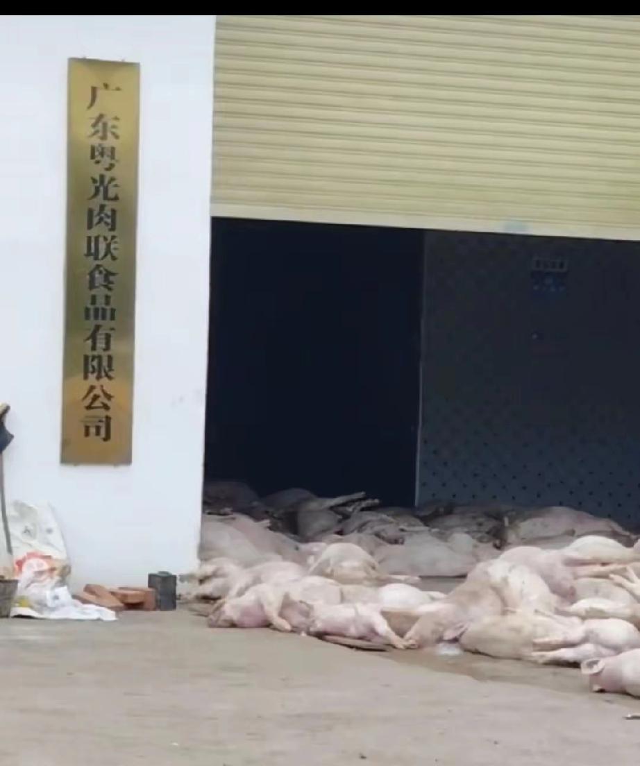 2025年10月26日群众举报“粤光死猪”10月27日农业农村局发布通告