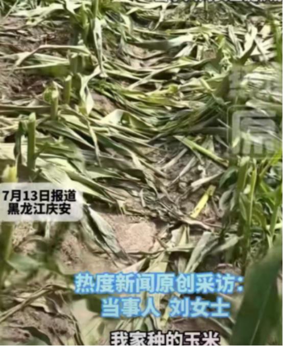 黑龙江绥化海伦市永富镇的农户刘女士，前往自家的玉米地查看庄稼，眼前的一幕