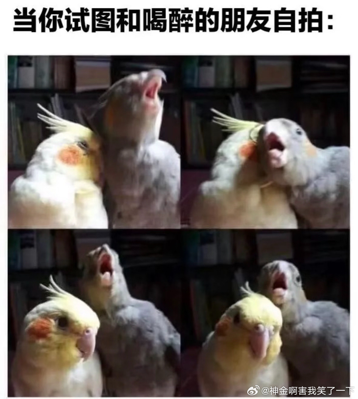 5268有点可爱怎么回事​​​