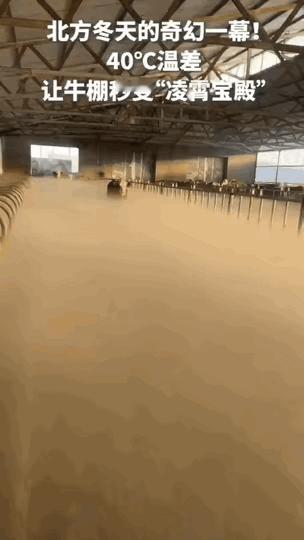 “神奇的一幕发生了！”内蒙古锡林郭勒，女子打开自家牛棚的门。她突然看到牛在“雾气