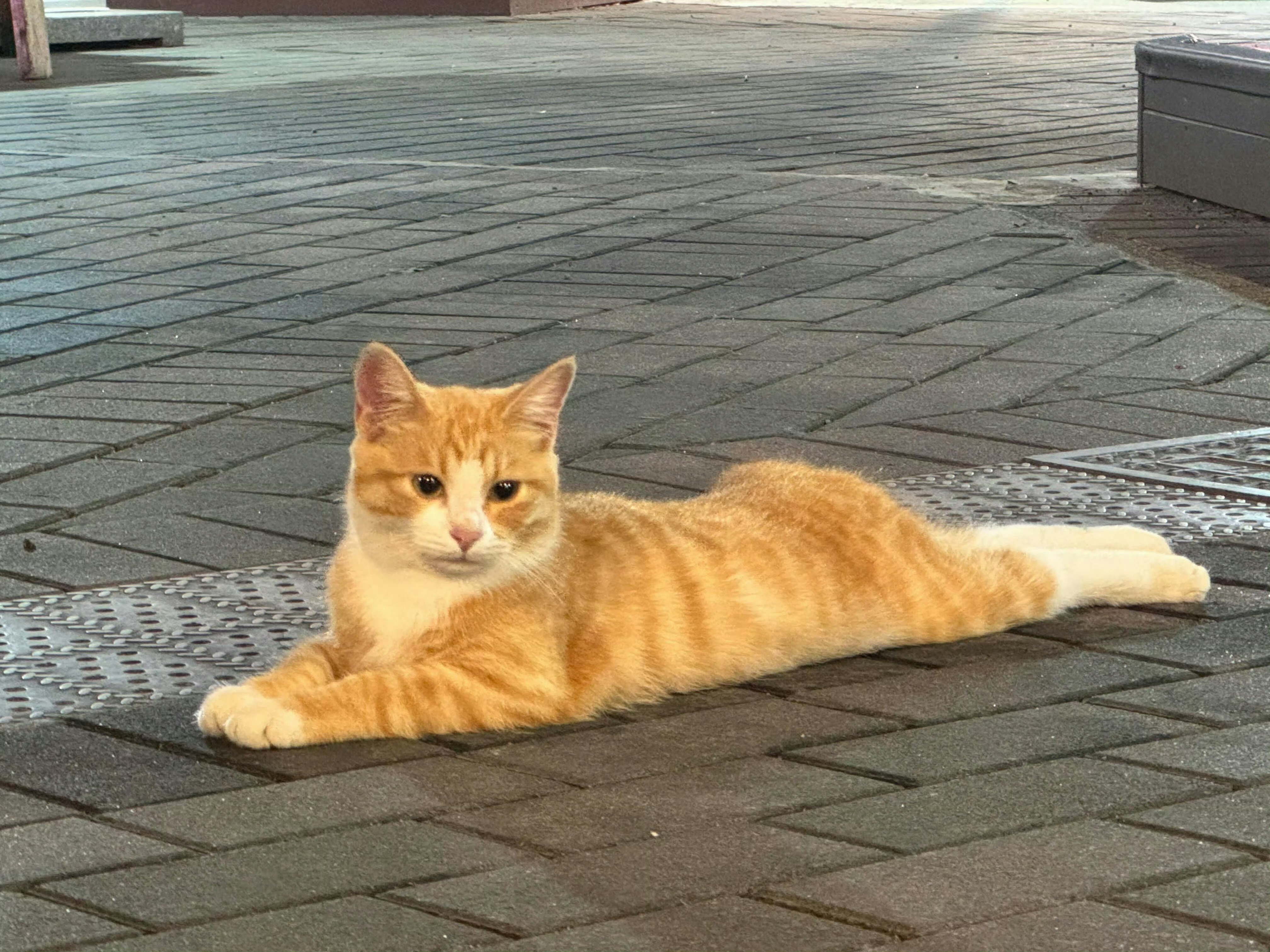 猫咪，你这么妖娆，不要命了🤩​​​​