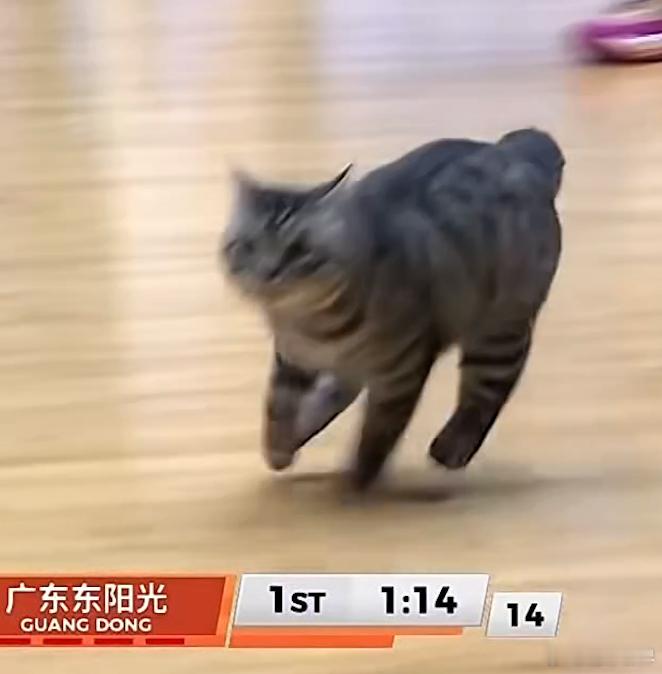 四川主场跑进来一只狸花猫！！！