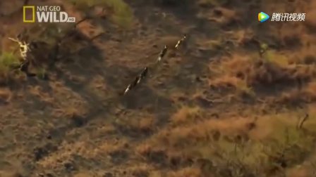 梦游白色蟒蛇之境，探索潜意识深处的隐喻与启示