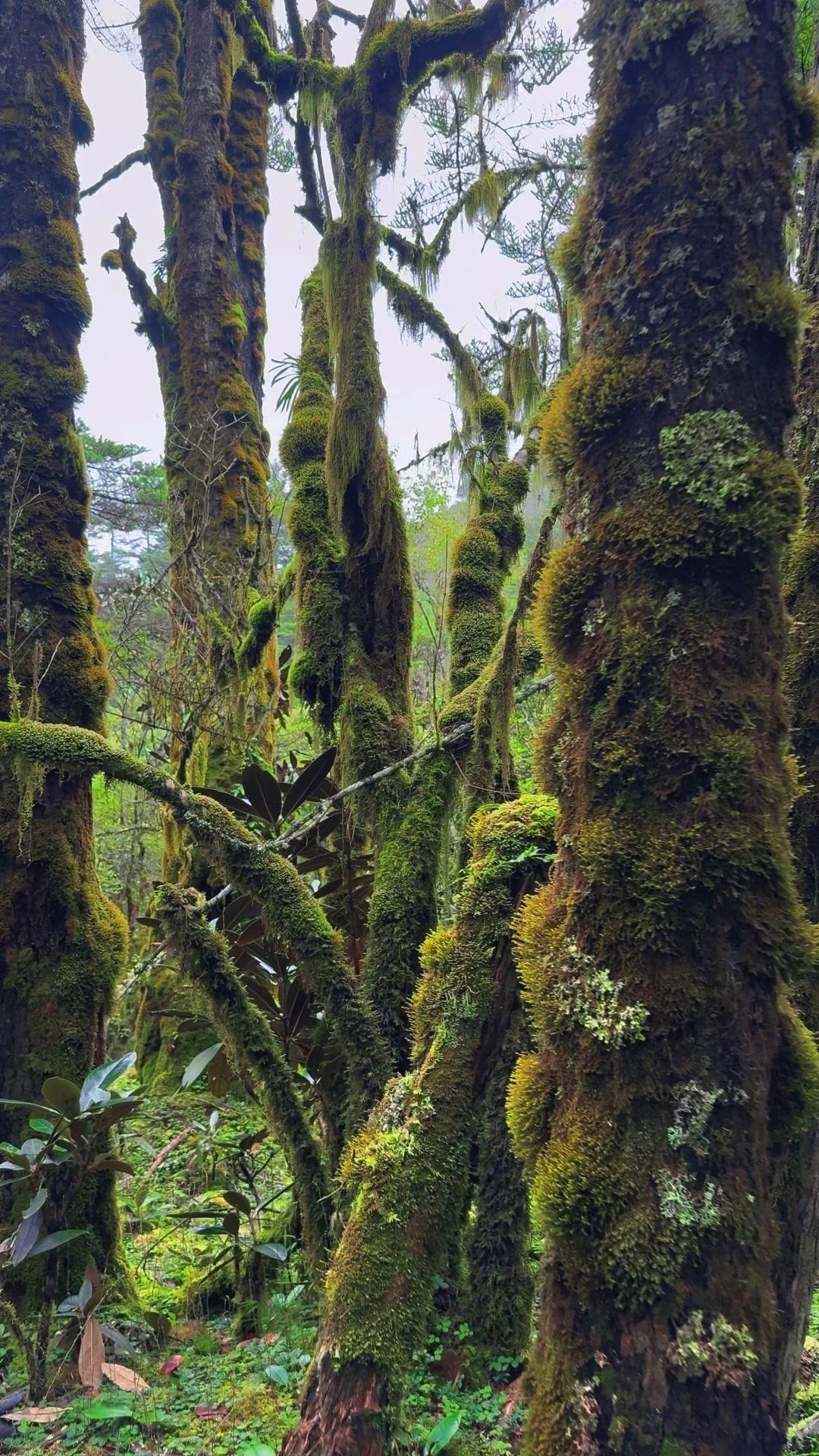 雨后上山采蘑菇太爽了！🌿雨过天晴正是采蘑菇的好时候，立马去菌窝碰碰运气。不仔细