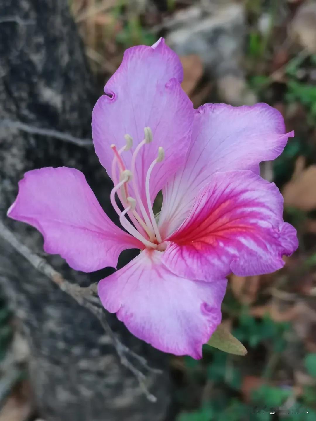 悄然开放的花朵