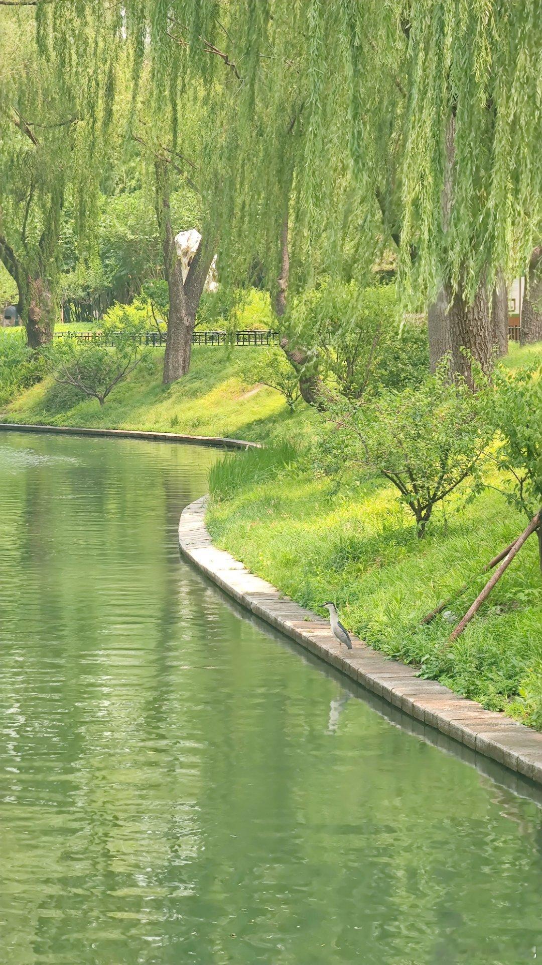 紫竹院公园盛夏摄影​​​