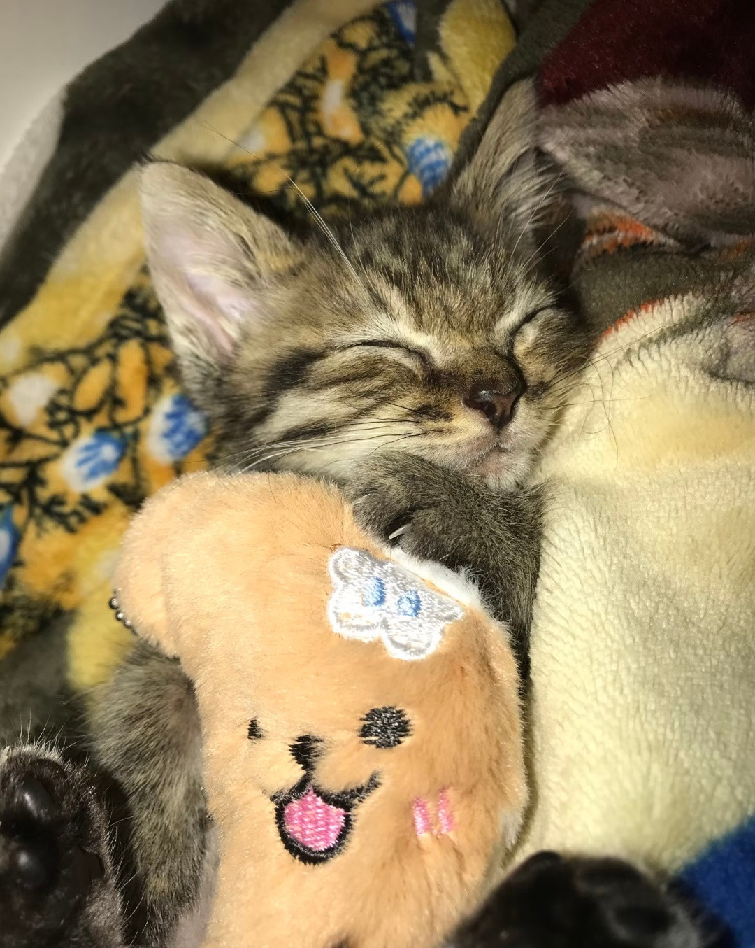小猫睡觉​​​
