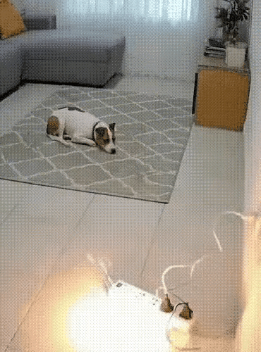 这狗子没白养啊[哭哭]